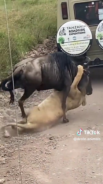 Lion Hunting Fails: Surprising Moments in Nature