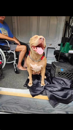 1.4K views · 26 reactions | RubySweet Ruby came for a visit today. She LOVES splashing around in the water. She has the happiest little trot when she has a kong toy in her mouth. She jumped right into my husband's van to say hello and get pets. She loved roaming around the yard and exploring but always came back for a quick pet and booty scratch. It was like she was checking in with us. She is a happy, sweet, fun-loving girl. | Valley of the Sun Dog Rescue | Facebook