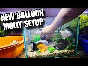 New Setup For Balloon Molly Fish | Beginners Best Setup