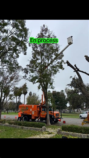 Raywood Ash 🌳🌳 | A Ramirez Tree Service