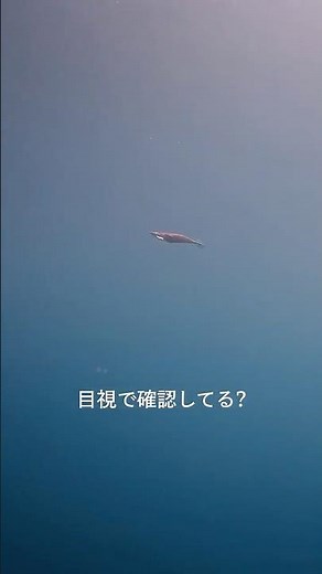 The reason why eging (squid fishing) is chosen lies in what is underwater.
