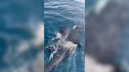Never-before-seen Orca encounter captured