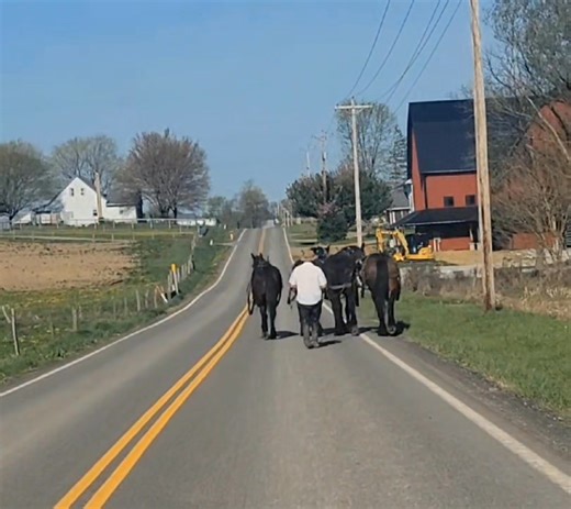 196K views · 4.1K reactions | Beautiful black Percherons harnessed for work. Lots of field work in Amish Country this time of year. JD | AmishLeben | Facebook