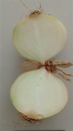 Tear-Free Learning: Brown Bulb Onion (Allium cepa)🧅 🇳🇿 Pictorial Presentation📸