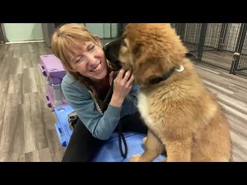 Training Bodhi the GIANT Caucasian Mountain shepherd puppy!
