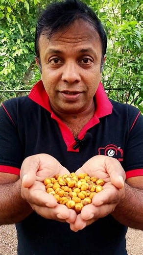 roasted gram eating asmr | roasted | chickpeas | fried gram😍#asmr #gram #eating