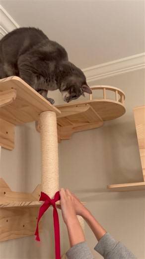 Friday night is game night at Harry’s Cat Condo! #lifewithharry