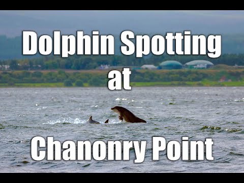 Dolphin Spotting at Chanonry Point on the Moray Firth
