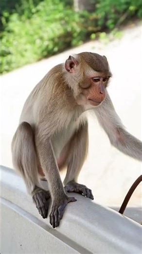 Happy Monkey Vibes || Happy Monkey Shorts