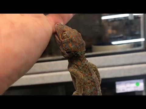 Aggressive Tokay Gecko