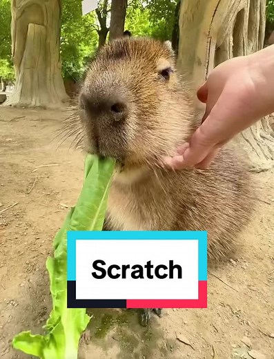 How to Scratch a Babybara - Cute Capybara Grooming Tips