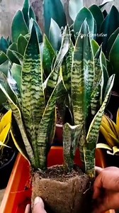 114K views · 1.2K reactions | Huge Sansevieria with Pups  | Door Step Garden | Facebook