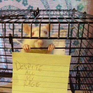 Despite All My Rage | Know Your Meme