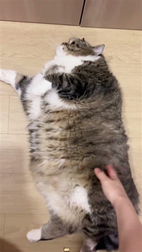 Fat cat sooo cute 🥰 #fatcat #kiss #cat #video #love