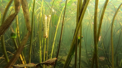 290K views · 10K reactions | Another glimpse into my own version of paradise, an escape from the madness of the modern world, and my own version of anti - anxiety therapy. The roach in this water seem to breed well each year, which is just as well as they get predated on by pike, perch, otters and a few different species of fish eating birds. Even as early as this time of the year there are clouds of roach fry everywhere, which is always a good sign..... | David Miller Art | Facebook