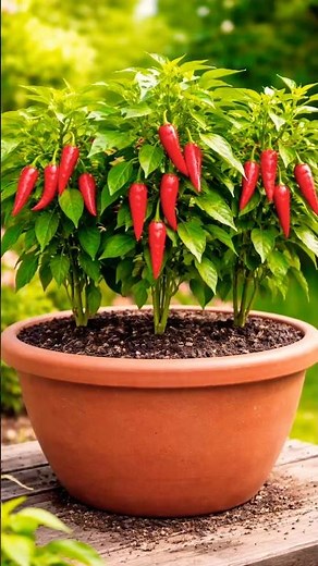 How to Grow Chili Peppers in Pots 🌶️🔥 | Red Hot Pepper Plant Care (Huge Harvest Fast!) #shorts