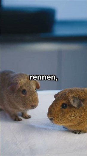 Unglaubliche Fakten über Meerschweinchen! 🐹