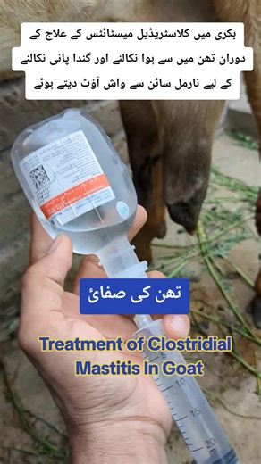 Clostridial Mastitis Treatment in Goat #Fieldwork #vetdrwahabofficial3💎 #Goatfarming #vetrinary #livestock #viewsproblem #foryoupage #Goat #dontunderreviewmyvideo #vet #unfreezemyacount #tiktokvideo