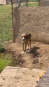 🥹🙏 Il y a des chiens à qui la chance ne semble jamais sourire 😩😭 Tovia est au refuge depuis tellement d'années, il est arrivé lorsqu'il était bébé et il a maintenant 3 ans et demi 🙏🥹 Lui et ses 2 frères n'en peuvent plus des hivers trop froids et des étés trop chaud, ils tournent en rond dans leur enclos boueux, ils sont tristes et désespérés, sans aucun espoir 💔😩 Tovia est plutôt peureux mais très gentil, avec une famille patiente, il pourrait évoluer et se révéler 🙏 Il doit bien y avo