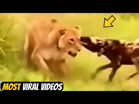 Rare Animal Moments That Left Everyone Speechless