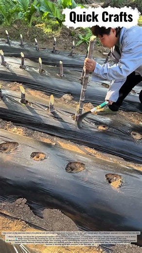 Option 1: The Secret to 100% Sugarcane Growth! 🎋✨ #Agriculture #shorts