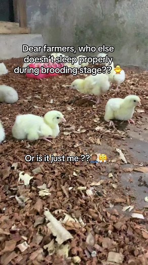 Understanding the Brooding Stage of Broiler Chickens