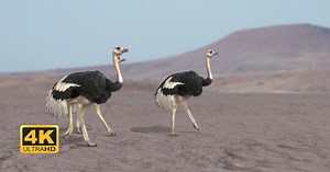 3D Animated Ostrich Walking and Running Cycles