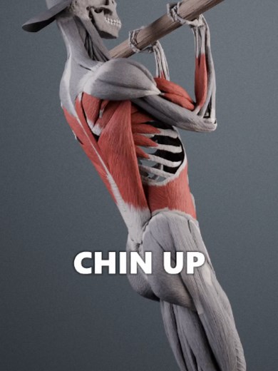 A chin up is a variant of a pull up where your forearms are supinated, allowing you to grab the bar with an undergrip. The main muscle working here is still the latissimus dorsi, and it's still a compound exercise which uses a lot of helper muscles, but there are two key differences. Firstly, in a chin up, your biceps and brachialis are perfectly aligned with the line of grip tension, which allows them to engage really hard and help the movement. Secondly, because the elbows are in front of your
