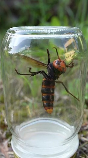 Capturing a Murder Hornet Queen