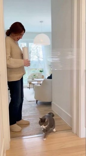 Invisible Wall Challenge! 😂 Cat Walks Into Nothing | Funny Cat Short #invisiblewall #catcomedy