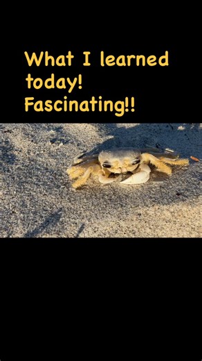 Joel B Cohen | Cold-stunned, ghost crabs, who knew? If you find cold-stunned ghost crabs near the waterline, you can easily pick them up, carry them... | Instagram