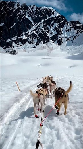 The Iditarod Sled Dog Race! At over 1,000 miles it's known as the Last Great Race on Earth! #mushing
