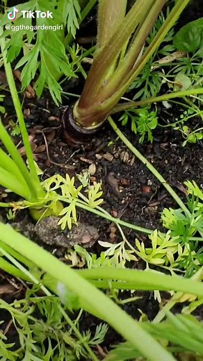 Growing Purple Carrots: A Complete Guide