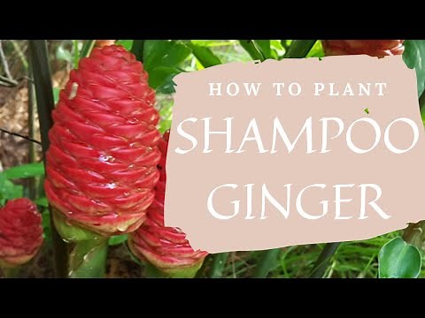 Planting Shampoo Ginger in Pots - Awapuhi Rhizomes