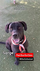 13K views · 1.3K reactions | Urgent Final Notice ✳️SARGE ✳️ID:...