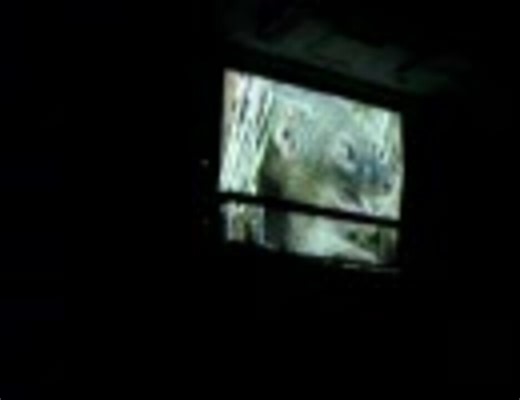 沖縄名護：ハブvsマングースの戦い