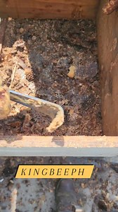 Removing propolis #bees #beekeeping | King Bee PH