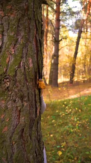 SurvivingTheWild on Instagram: "Survival Skills 'Surviving The Wild' eBook link on bio 👆🏽 #survival #nature #balancedlife #wild #outdoors #survival #campingskills #travels #hiking #wildnersswandererx #voyagebliss"