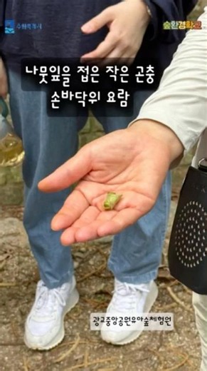 [수원특례시] 광교중앙공원유아숲체험원 “나뭇잎을 접은 작은 곤충, 손바닥 요람”