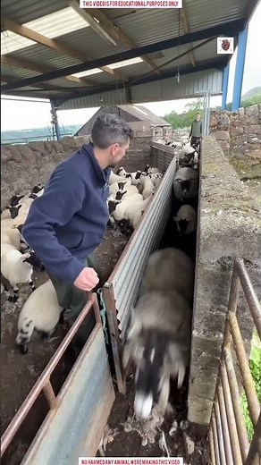 Separating Sheep Goes Wrong in the Most Chaotic Way 😱
