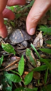 All About Turtles on Reels