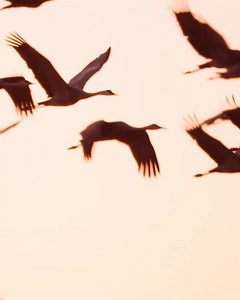 8 million birds migrate along the Pacific Flyway each year, including the iconic and magnificent sandhill crane. Now that's a lot of birds! This year, #WorldMigratoryBirdDay highlights the importance of Insects and their importance to migratory birds. TNC's BirdReturns program provides both habitat and water for migratory birds in California's Central Valley. Share these beautiful bird and learn more about our migratory bird work, here: https://nature.ly/4bb9zEQ. | The Nature Conservancy in Cali
