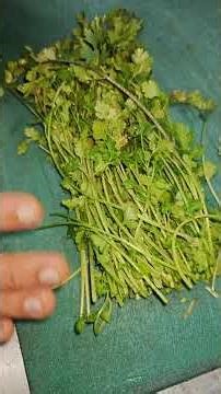 How To Store Fresh Coriander And Used Kitchen Training By Chef Ashok