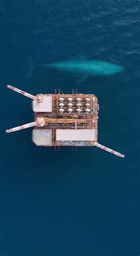 Whale Passing Beneath an Offshore Oil Rig