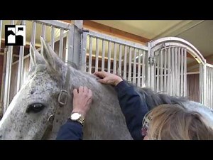 MASSAGE bei Pferden | Aufbau Rückenmuskulatur | Kissing Spines | Wildi von Lisa