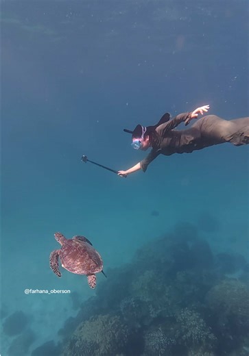 Explore Oman: Swim with Turtles in Damaniyat Islands