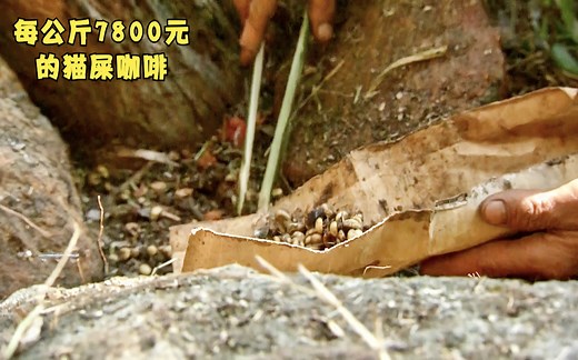 猫屎咖啡为何每公斤能卖7800元，看完它的制作过程，你还敢喝吗？
