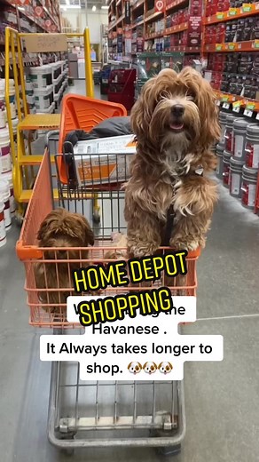 Havanese Shopping Adventures: Pets & Questions!🐶
