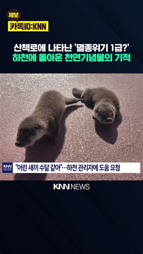 산책로에 나타난 '멸종위기 1급?'...하천에 돌아온 천연기념물의 기적/ KNN