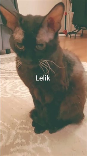 Lelik Cat 😺 #cat #kitten #cute #cutecat #kitty #pets